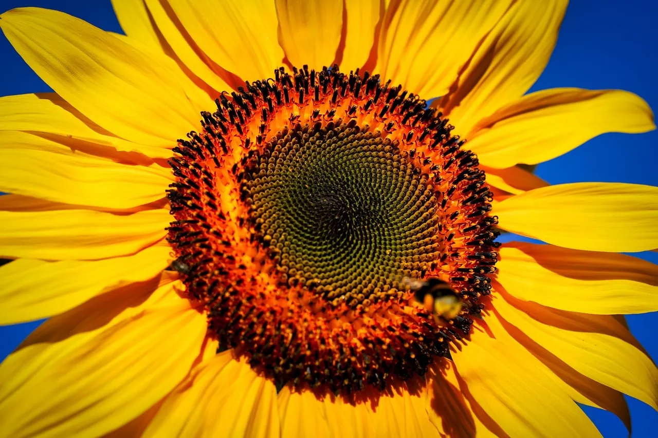 Vibrant Sunflower Macro: A Bee's Golden Feast