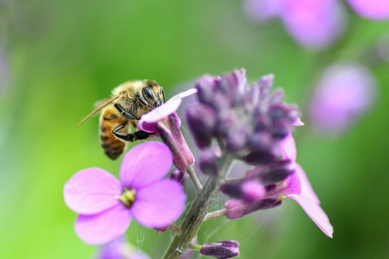 Vibrant Purple Gillyflower with Busy Pollinating Bee Macro