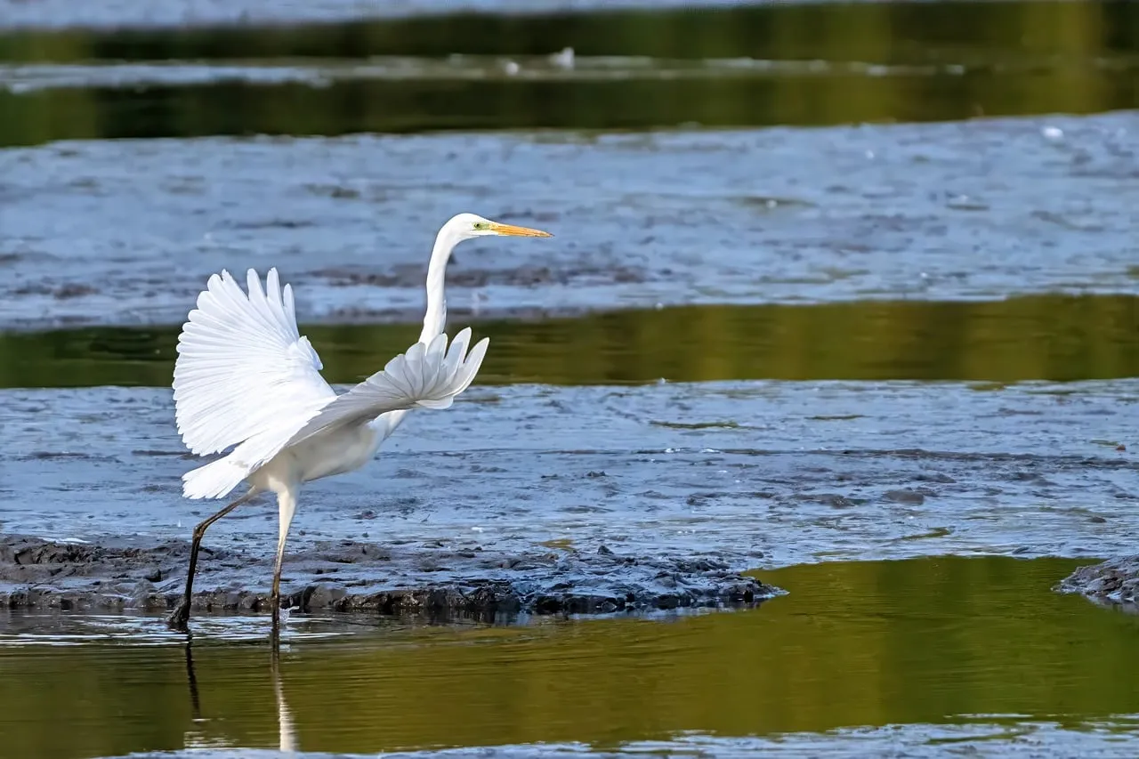 Graceful White Heron: A Moment of Serene Wildlife in Water