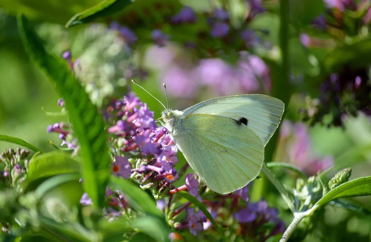 Enchanting Cabbage White Butterfly on Lilac Bloom