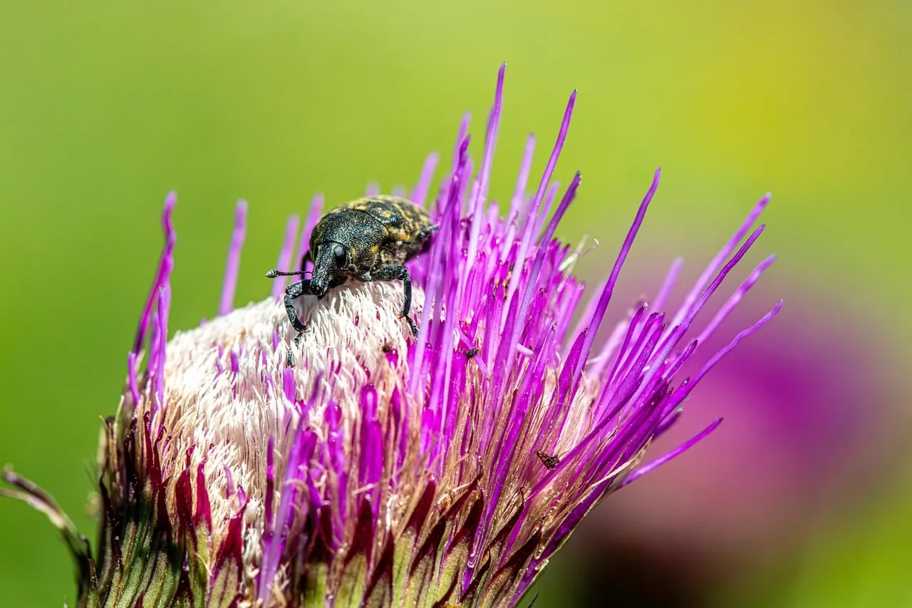 Macro Marvel: Beetle on Vibrant Thistle in Spring