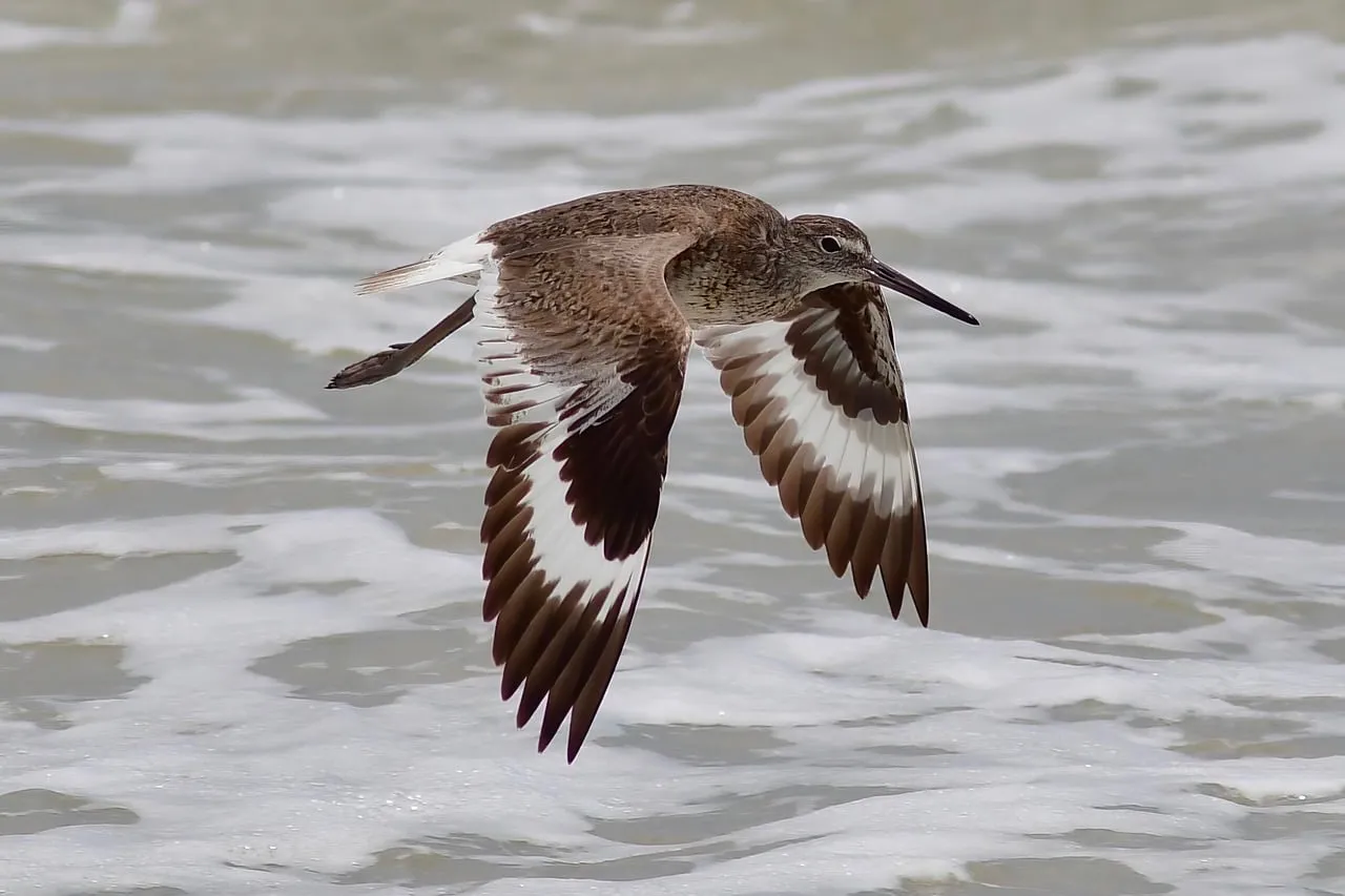 Graceful Crane Gliding: Wildlife in Flight over Shimmering Waters