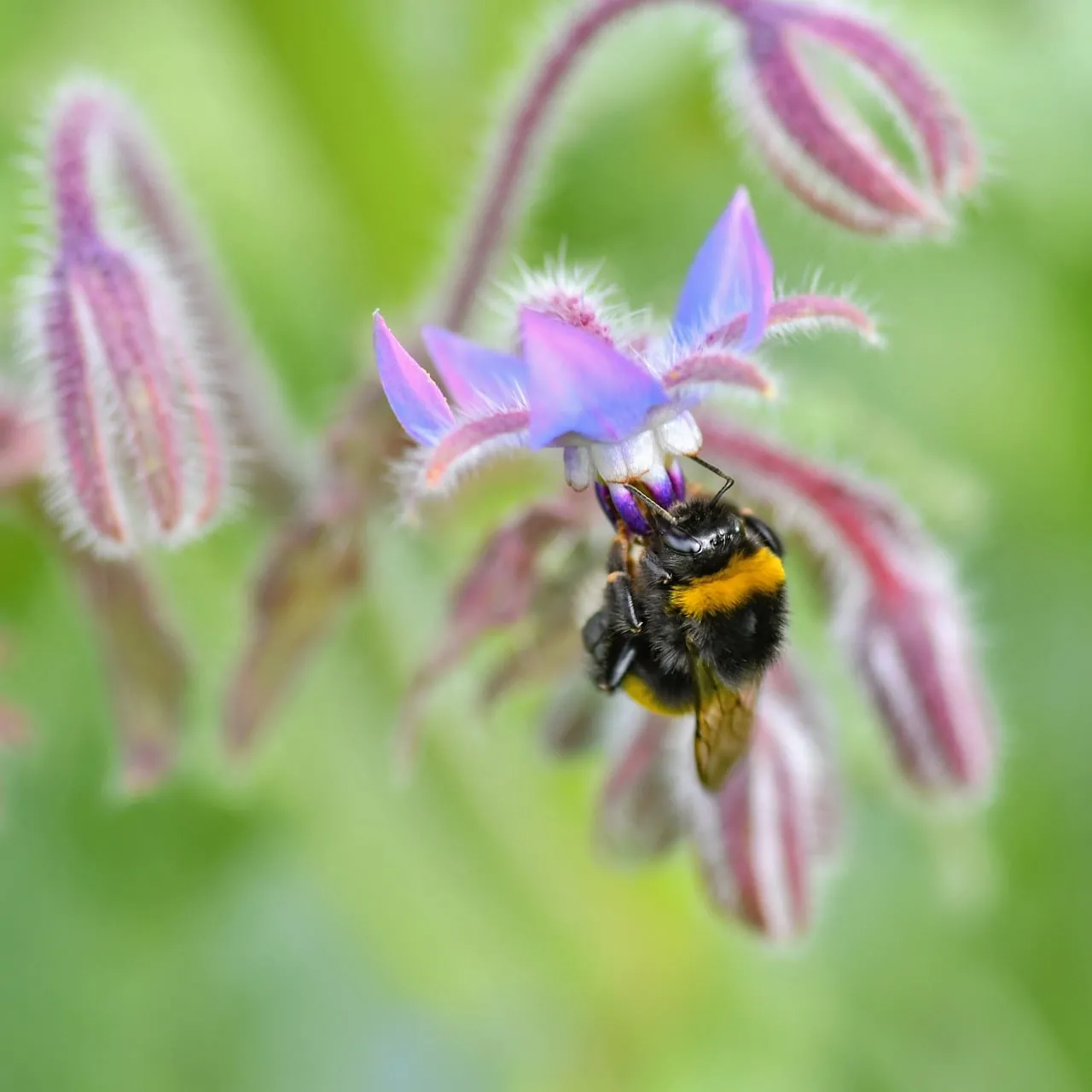 Vibrant Bumblebee Pollinating a Purple Borage Flower
