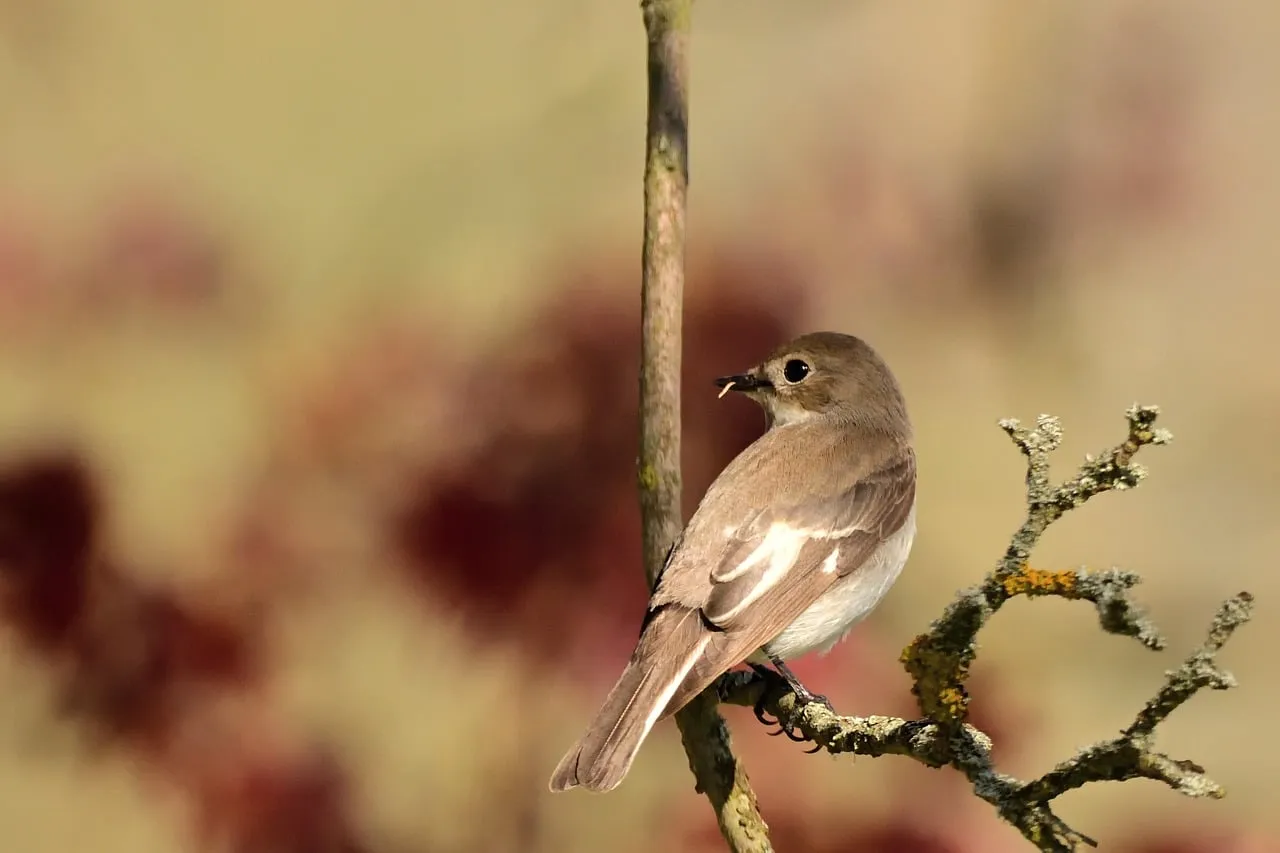 Charming Brown Bird Perched: A Serene Wildlife Moment