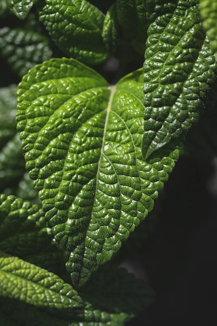 Vibrant Green Leaf: Intricate Macro Nature Details