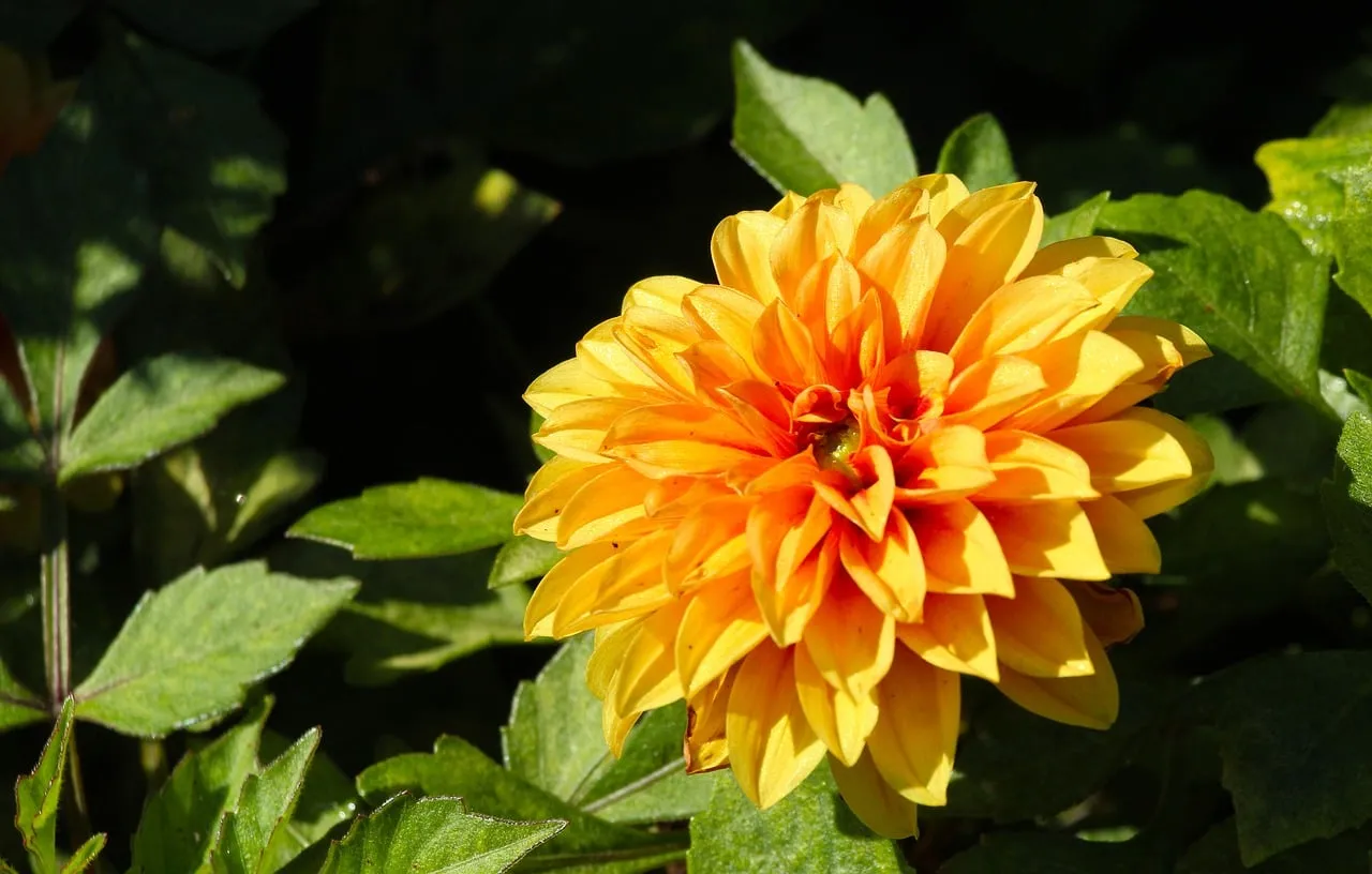 Vibrant Orange Dahlia: A Summer Garden's Golden Delight