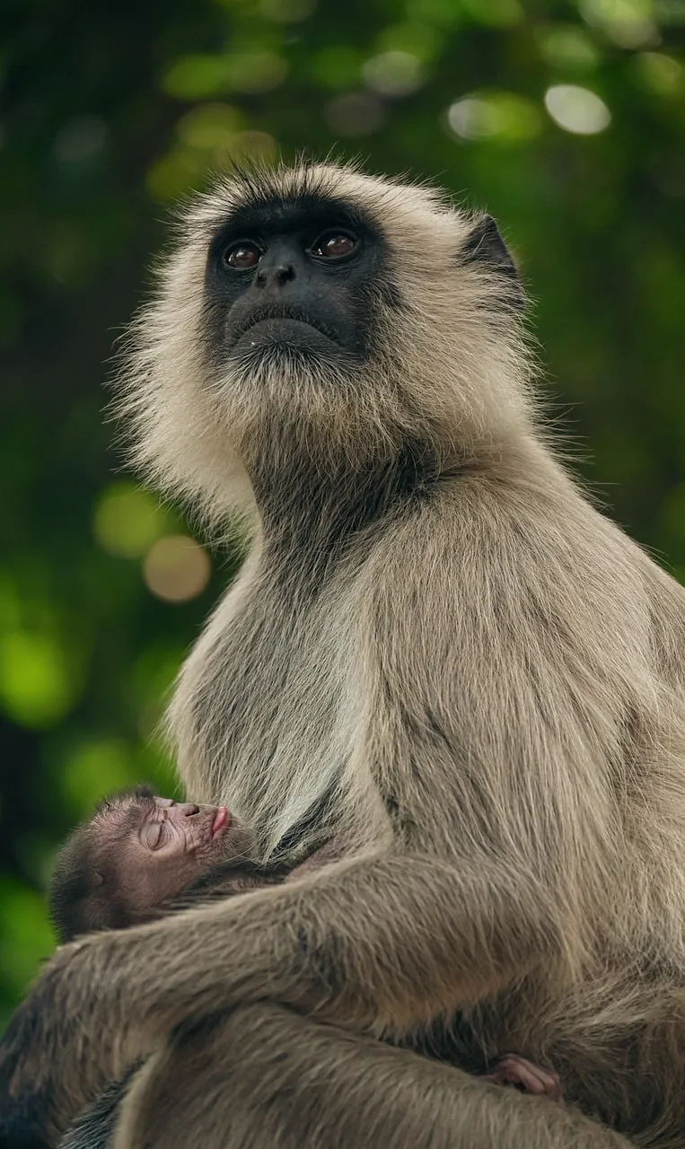 Tender Embrace: Mother Monkey and Infant in the Jungle