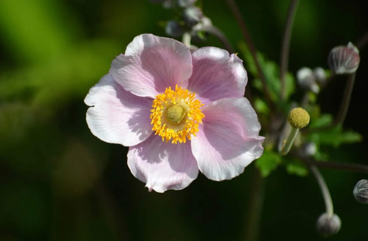 Vibrant Pink Japanese Anemone: A Summer Garden's Delight