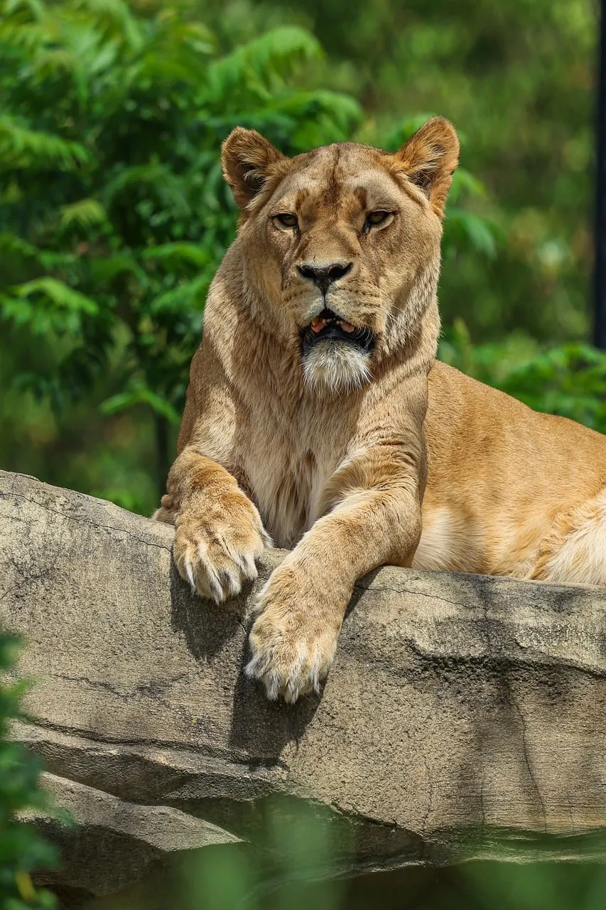 Majestic Lioness: Queen of the Savanna's Stone Perch