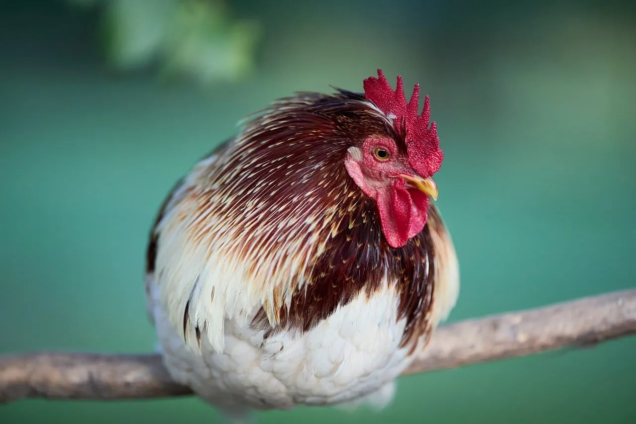Majestic Rooster Perched: A Farmyard Beauty