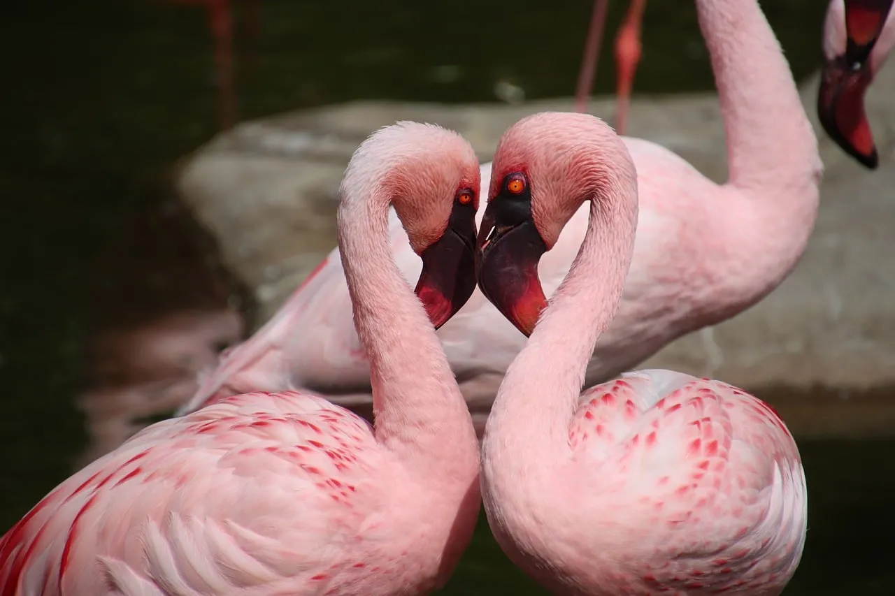 Enchanting Flamingo Embrace: A Heartfelt Wildlife Portrait
