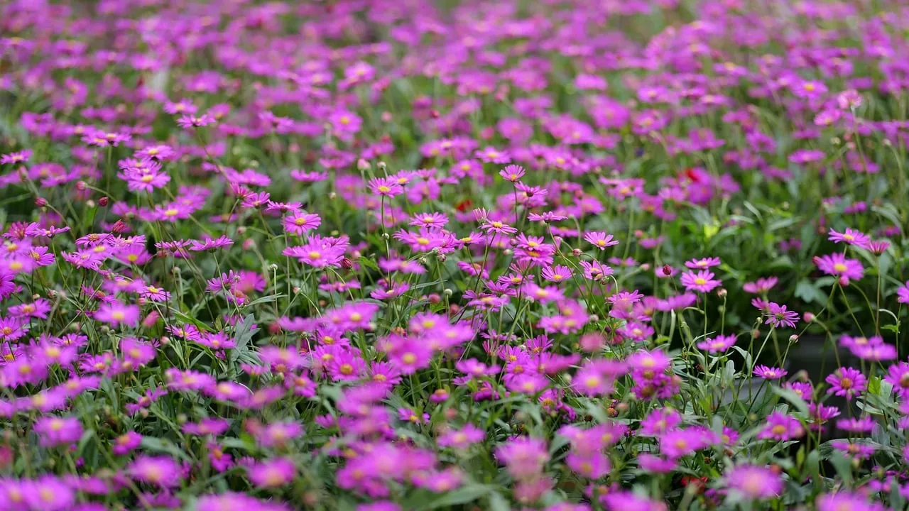 Vibrant Purple Meadow: A Symphony of Spring Blooms