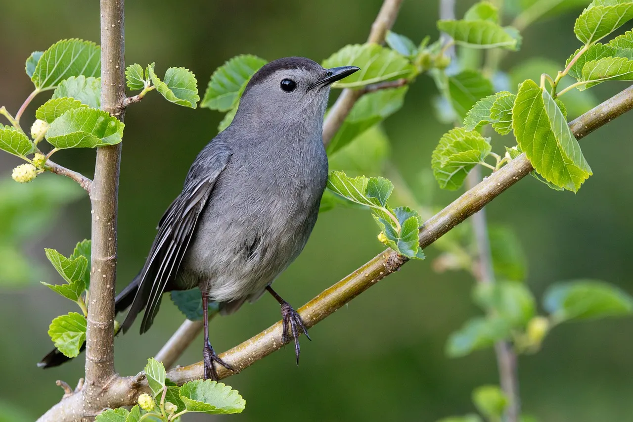 Vibrant Catbird Perched Amidst Lush Spring Foliage