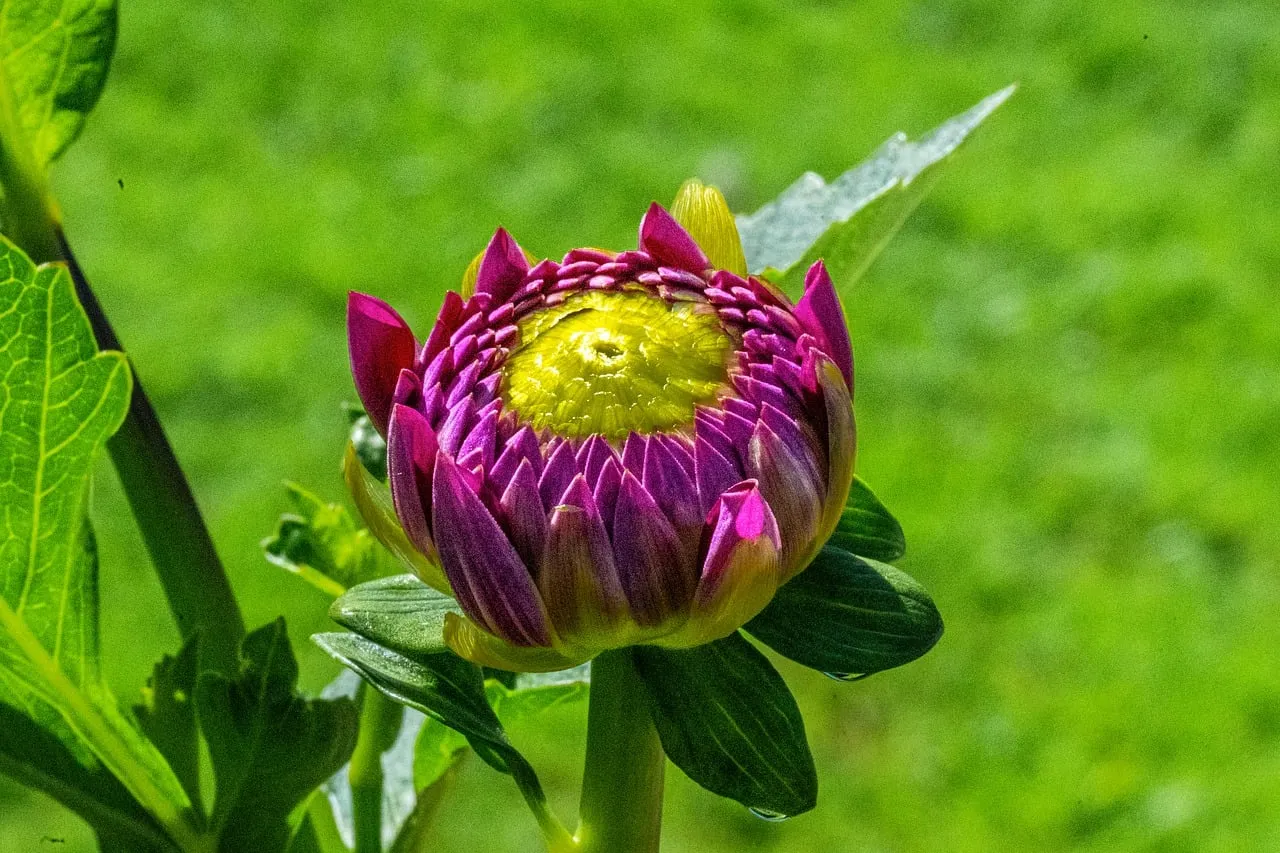 Vibrant Dahlia Bud: Nature's Unfolding Purple Masterpiece