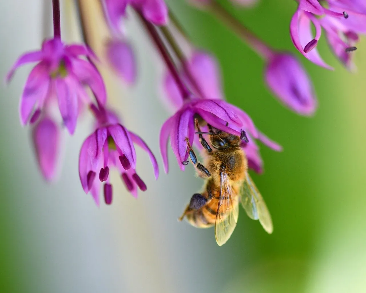 Vibrant Macro: Busy Bee Pollinating Purple Flowers