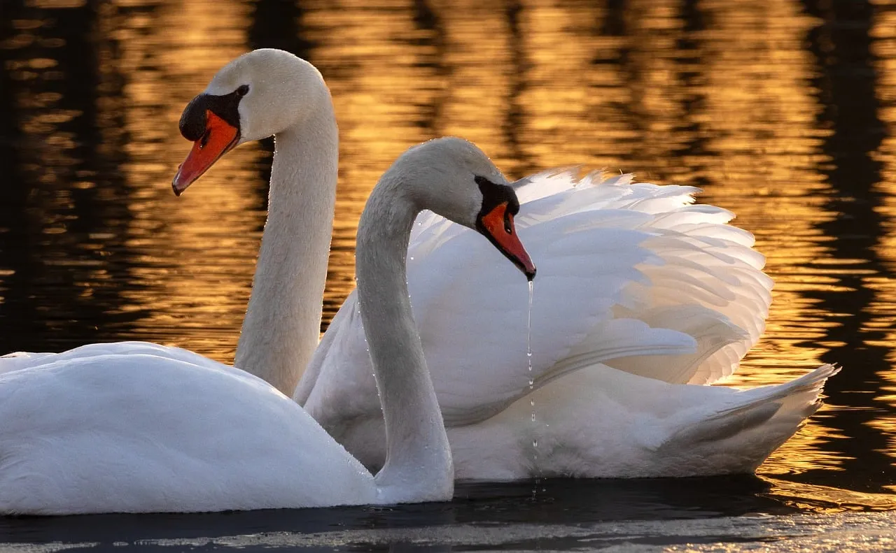 Golden Sunset Serenade: Swans' Elegant Water Dance