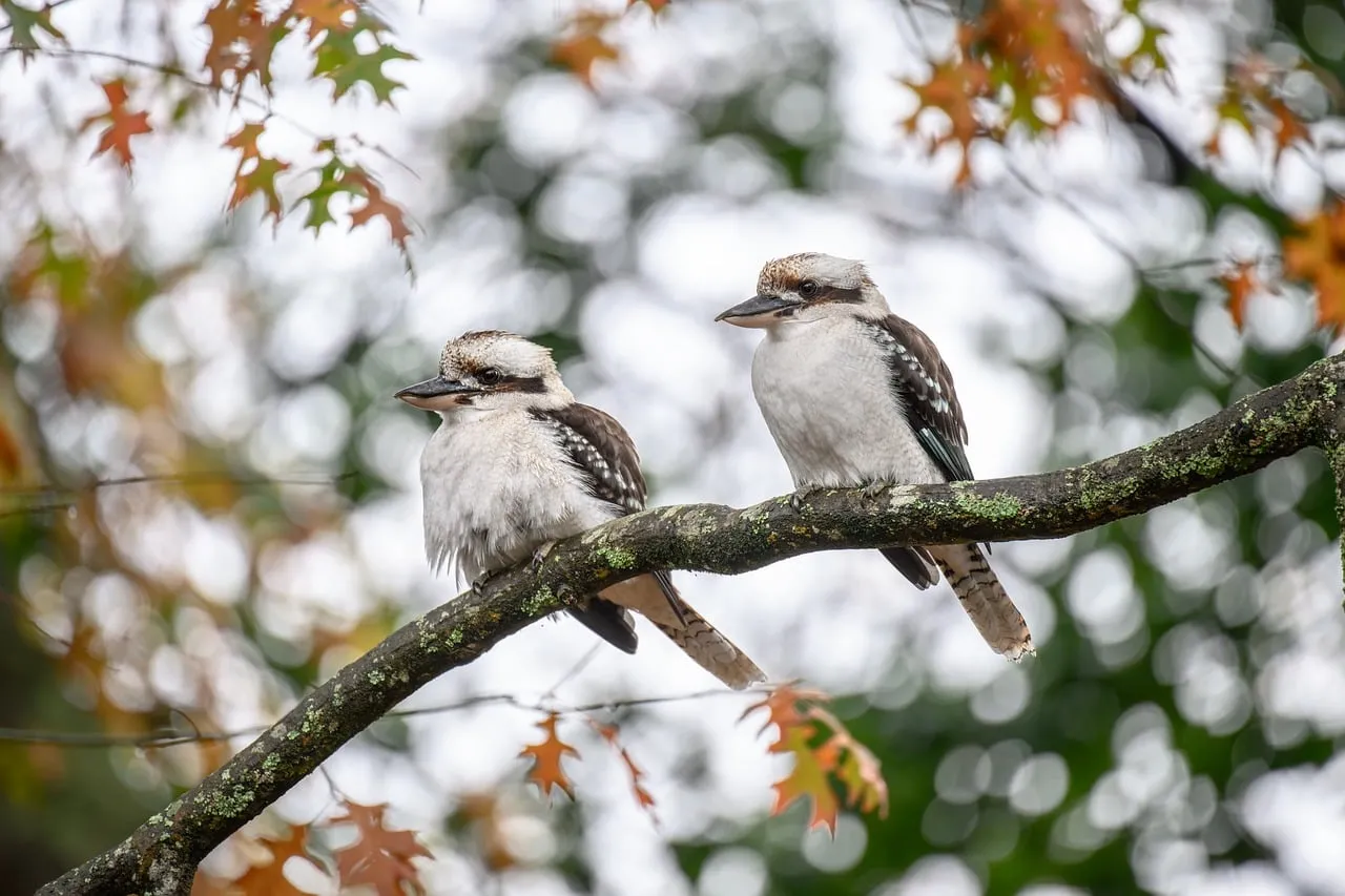 Charming Kookaburras Perched in Autumnal Foliage
