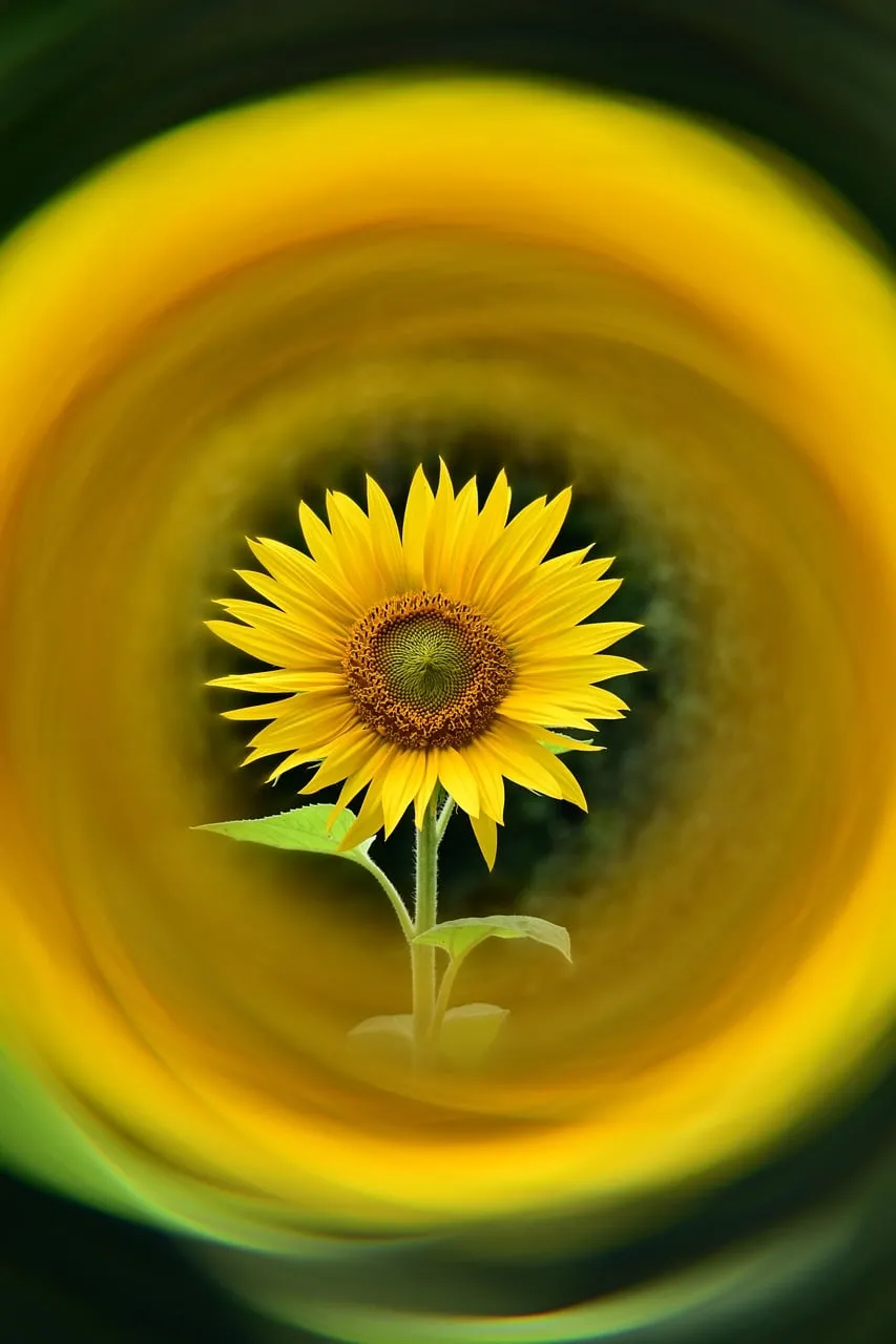 Vibrant Sunflower in Golden Spiral: Nature's Bright Embrace