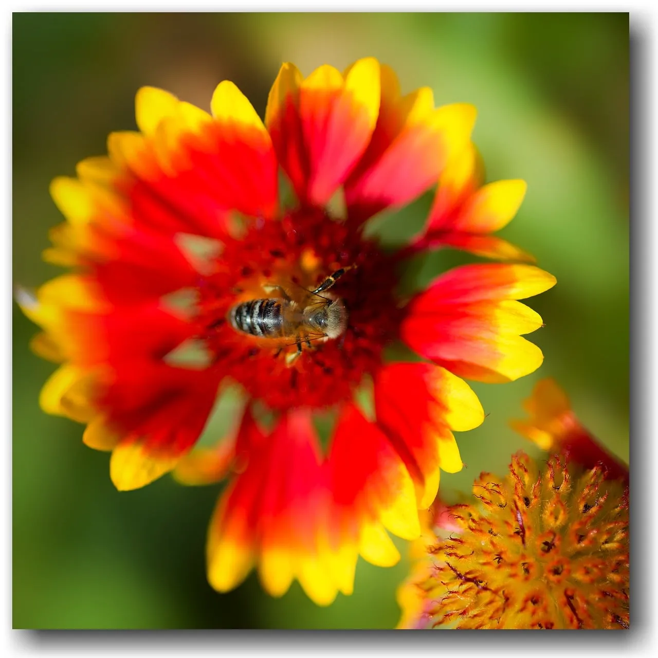 Vibrant Macro: Busy Bee on a Fiery Red-Yellow Flower