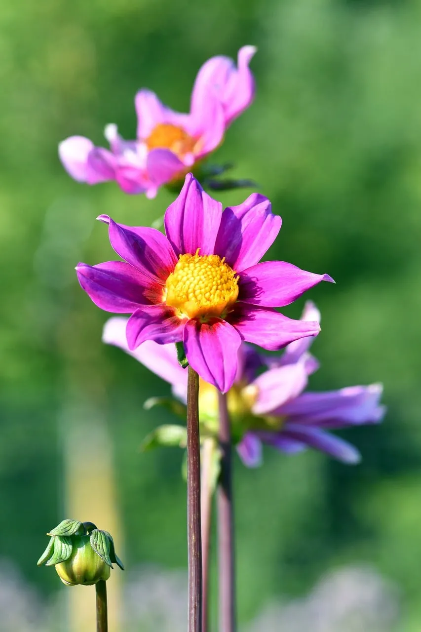 Vibrant Summer Dahlia Blooms in a Lush Garden