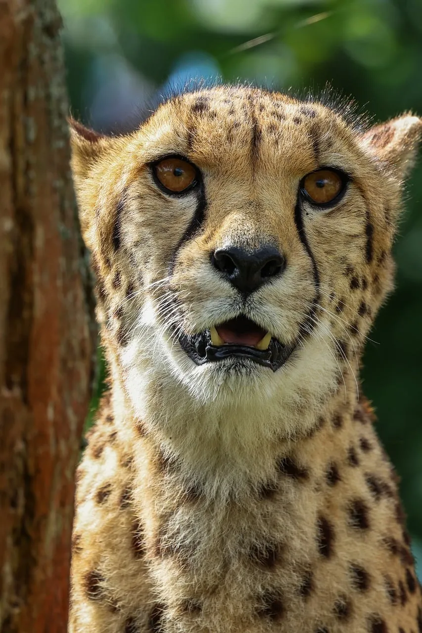 Fierce Feline: Majestic Cheetah's Intense Gaze