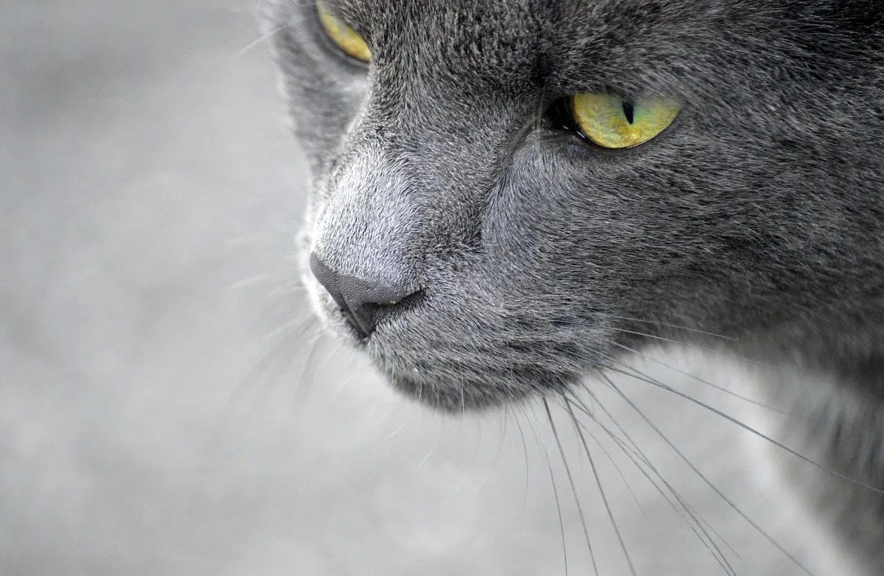 Captivating Gaze: Close-up of a Grey Cat with Piercing Yellow Eyes