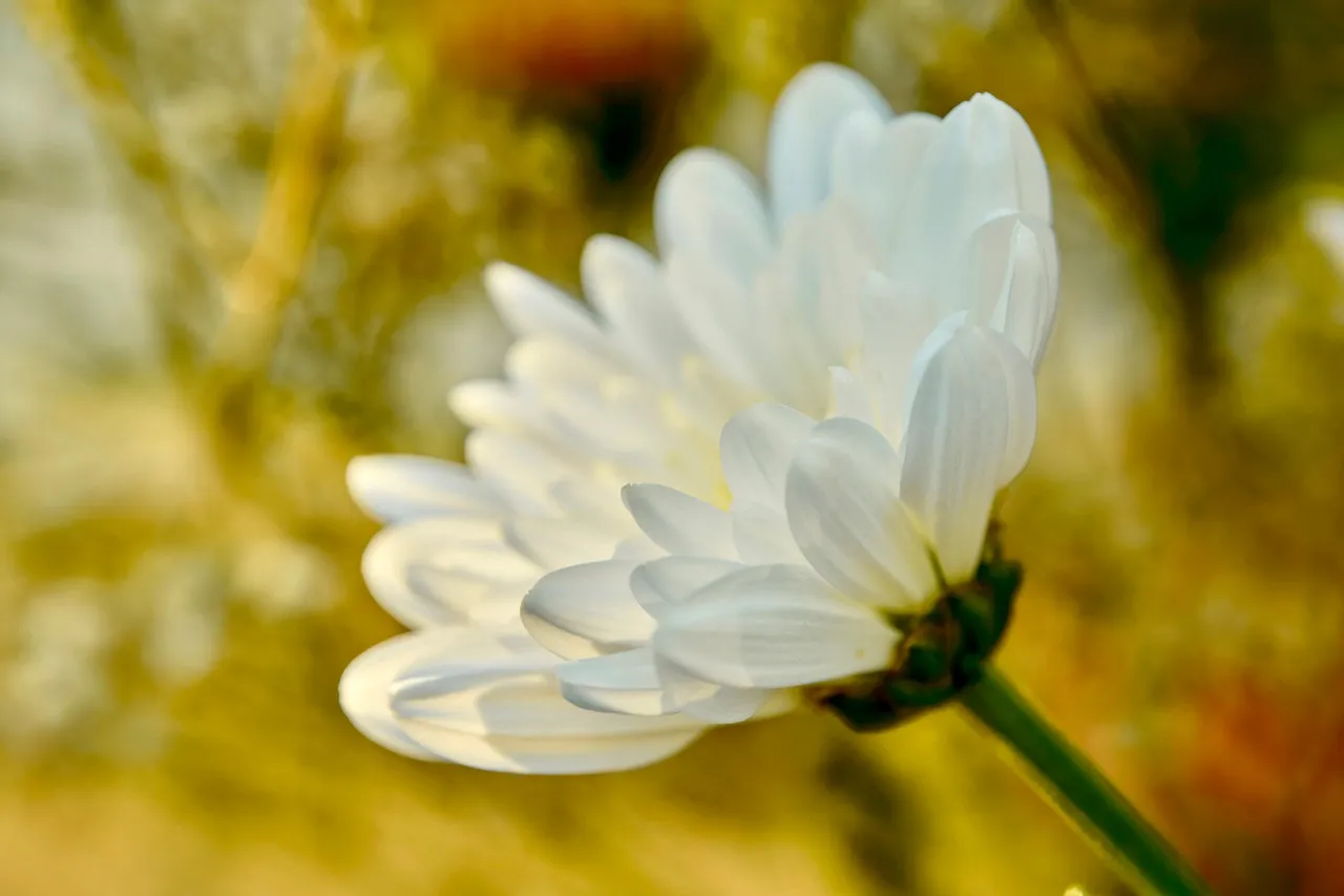 Stunning White Chrysanthemum Bloom in Golden Autumn Light