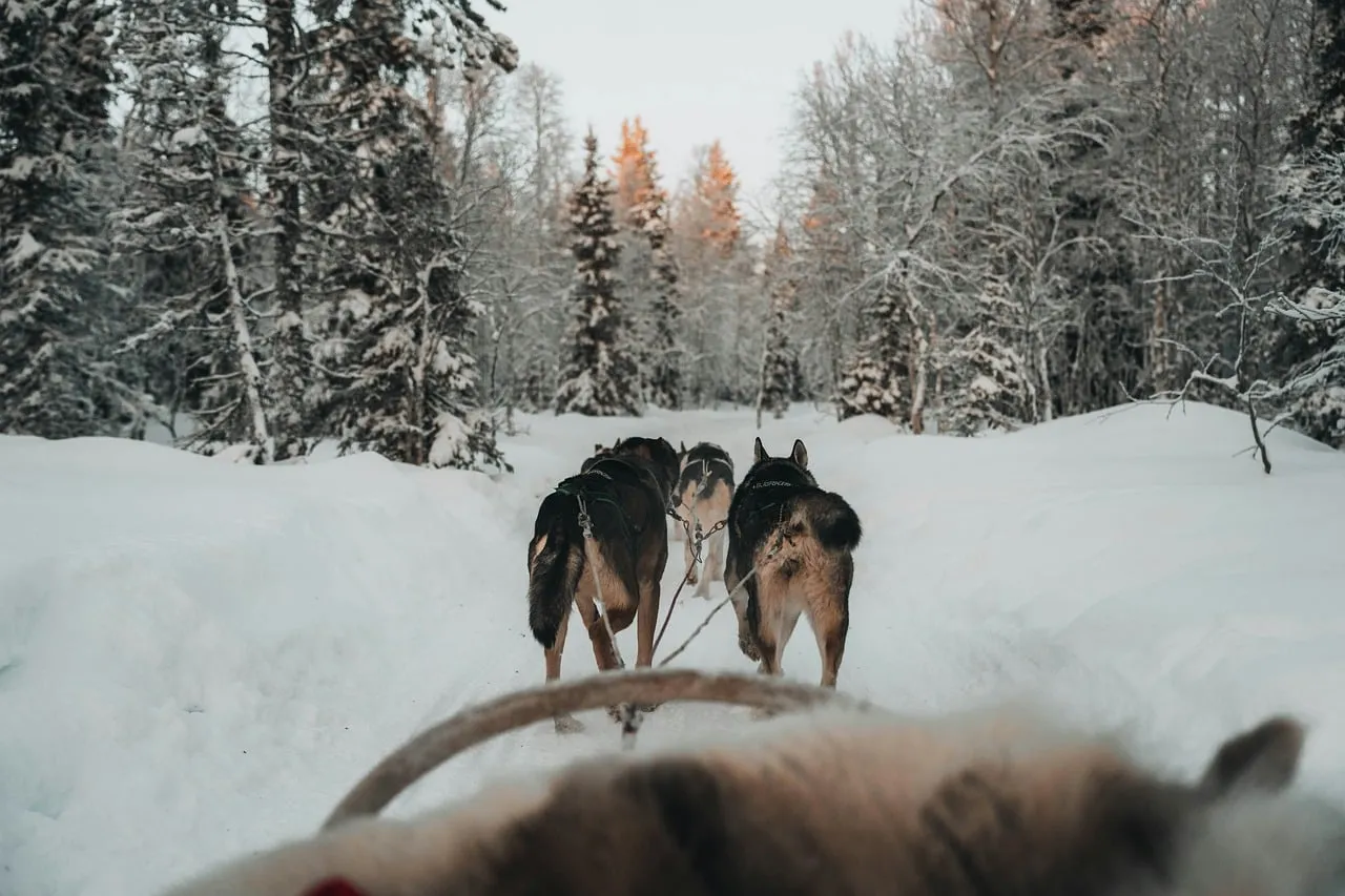 Thrilling Winter Adventure: Husky Sledding Through a Snowy Forest