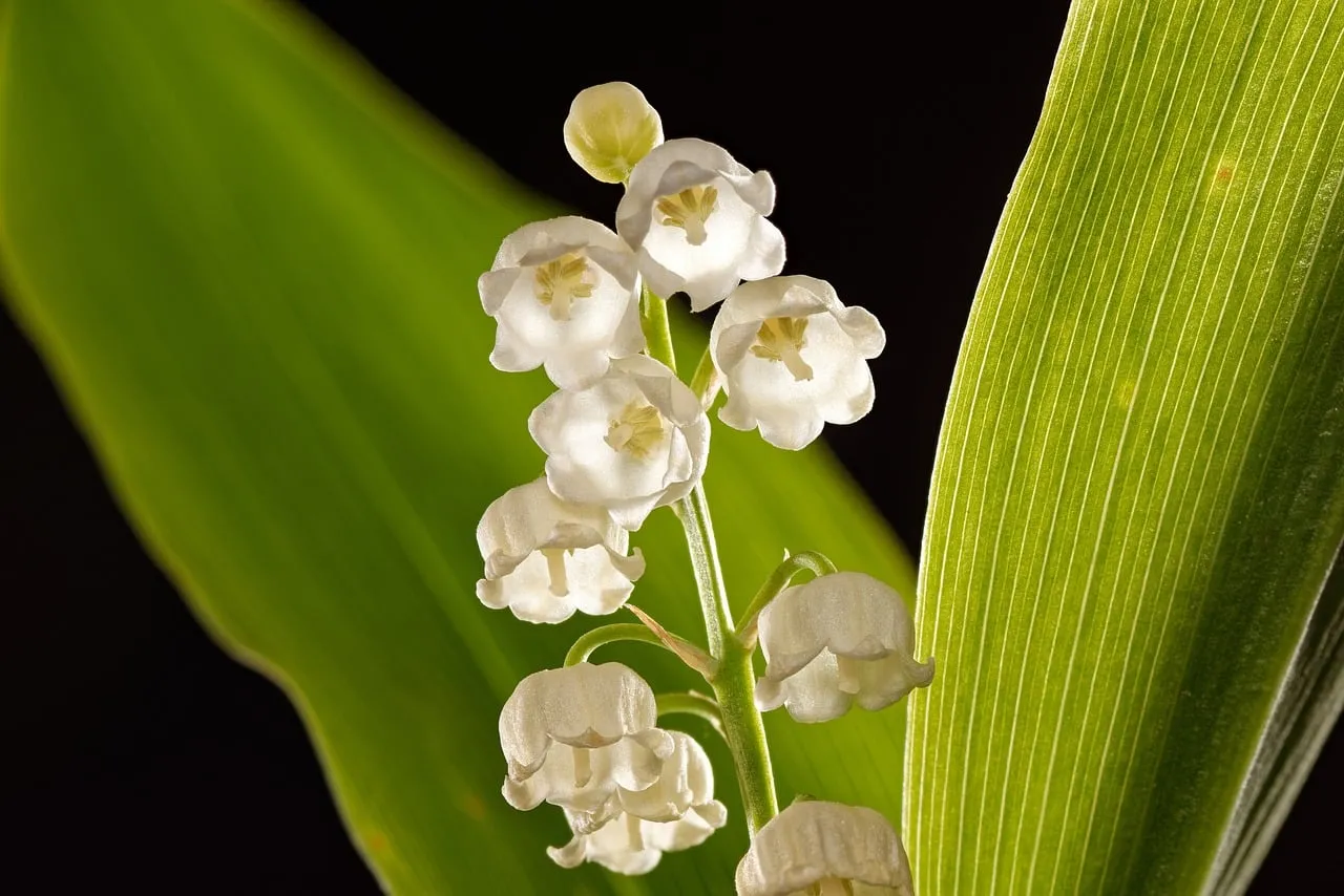 Enchanting Lily of the Valley: Delicate White Bell Blooms