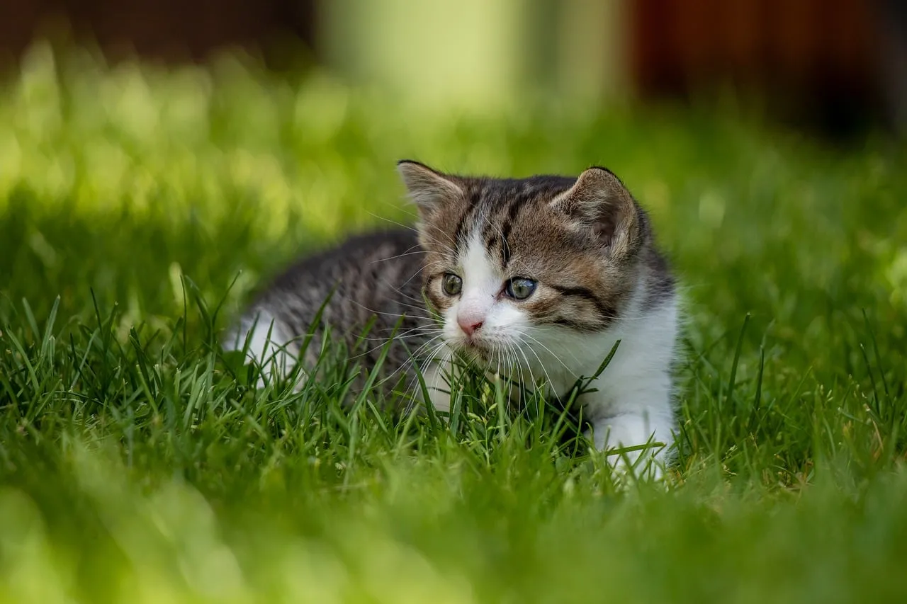 Adorable Kitten's First Outdoor Adventure in Lush Green Grass