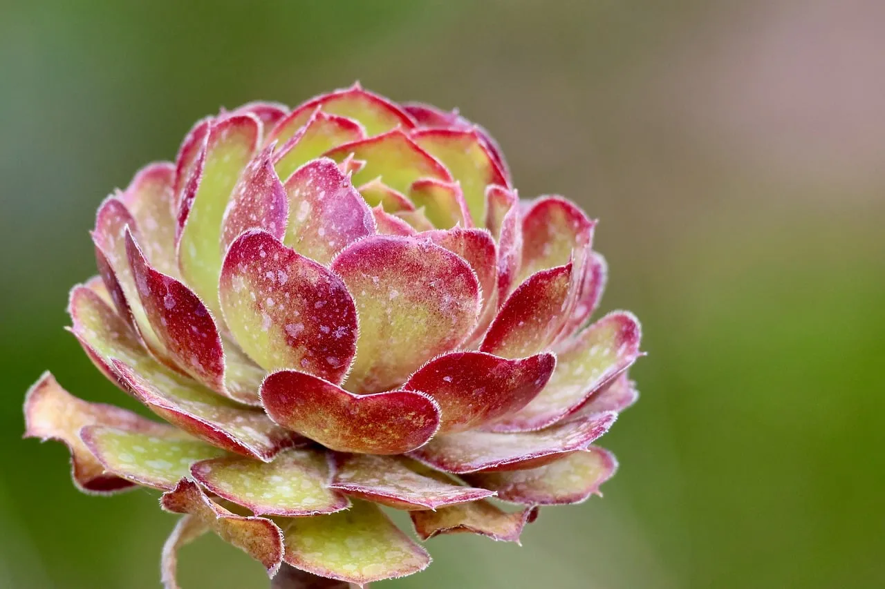 Vibrant Aeonium Rosette: A Striking Succulent Macro