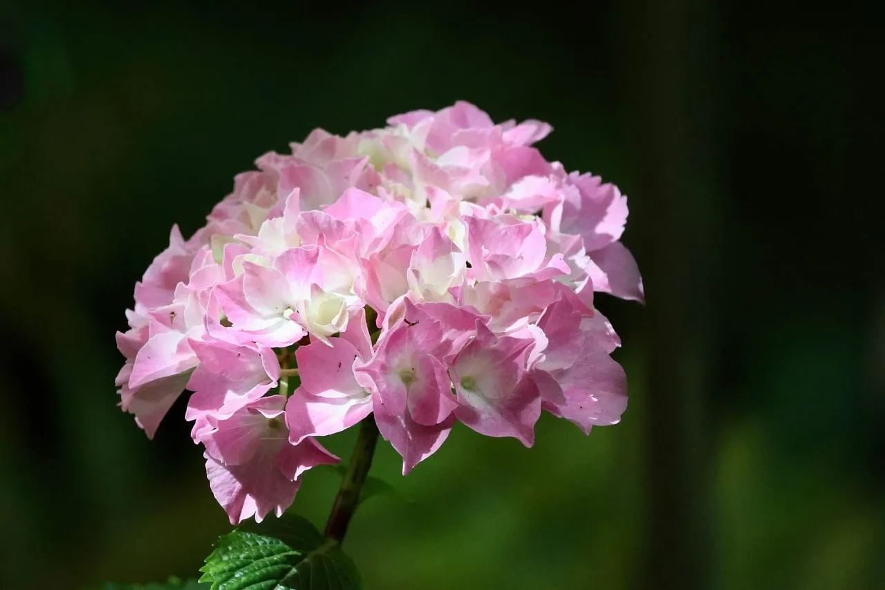 Vibrant Pink Hydrangea: Summer Garden Bloom Close-Up