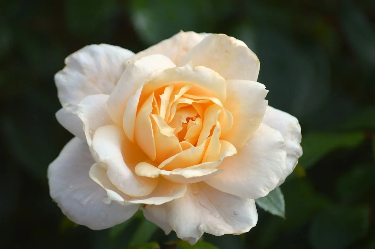 Stunning White-Yellow Rose: Delicate Floral Beauty in 4K