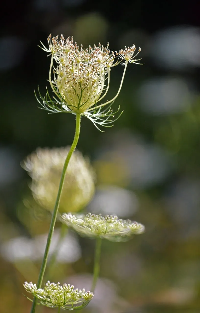 Delicate Wild Carrot: Backlit Summer Field Beauty