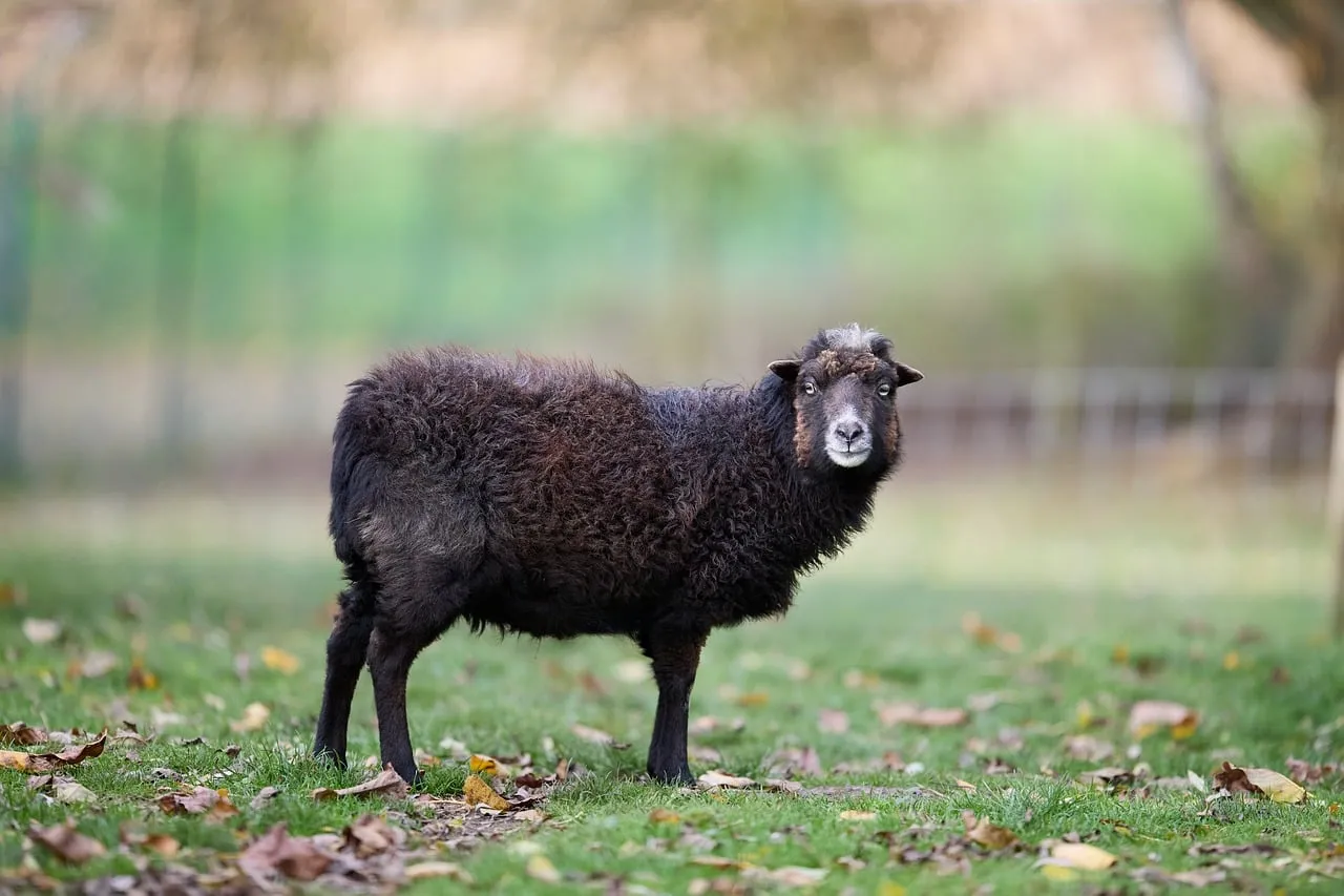 Charming Ouessant Sheep: Dark Wool in Autumn Meadow