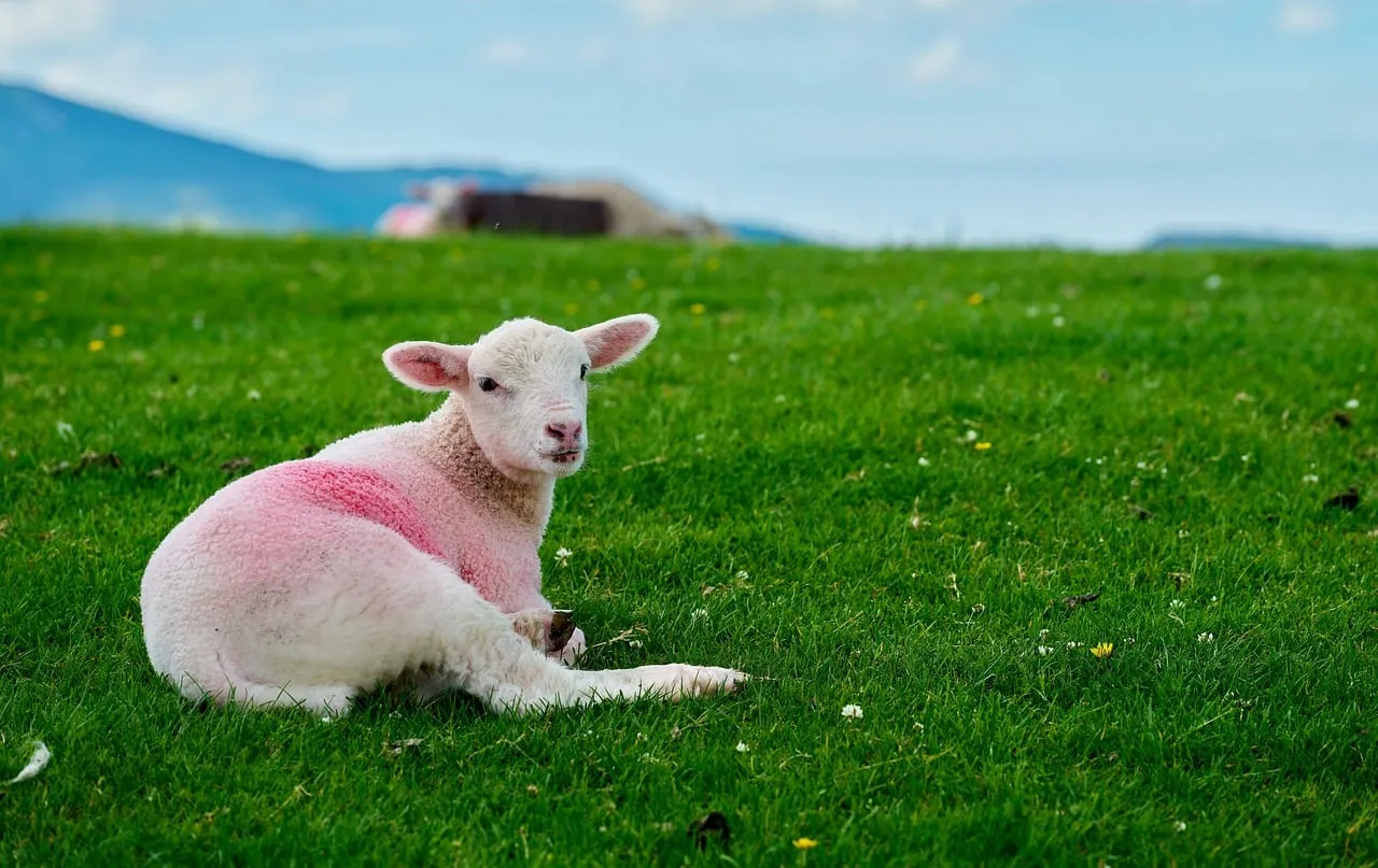 Adorable Lamb Rests Peacefully on a Vibrant Spring Pasture