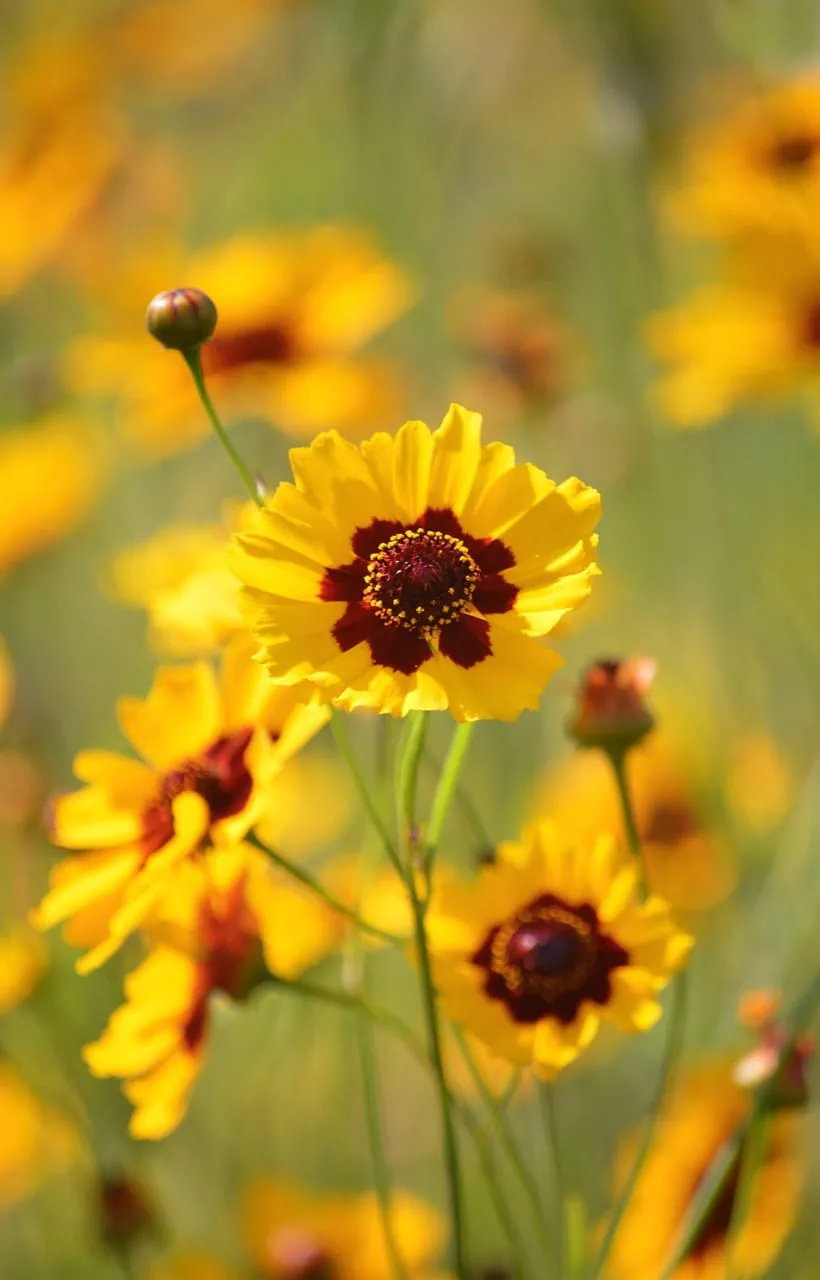 Vibrant Summer Coreopsis: Golden Blooms in a Sunlit Field