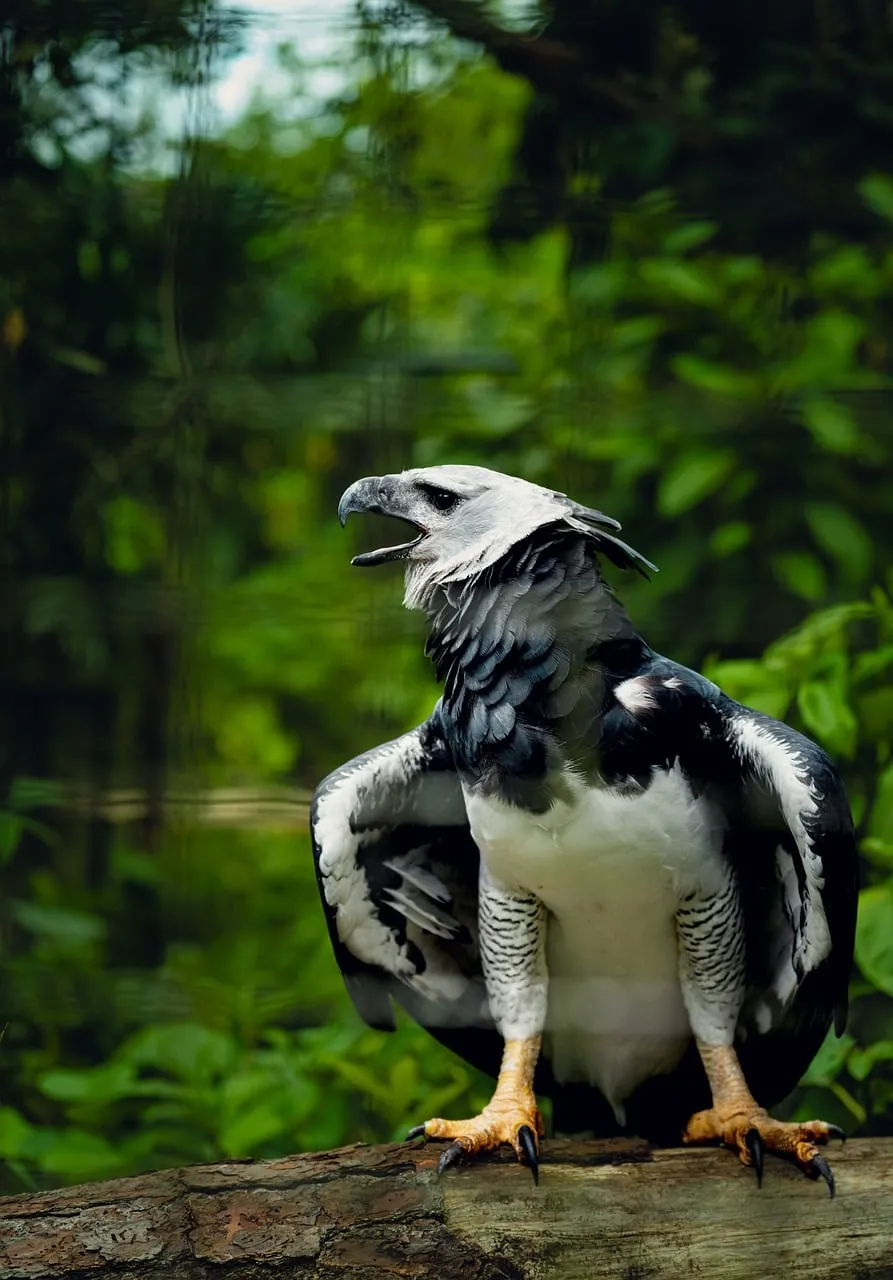 Majestic Harpy Eagle: Rainforest Predator's Piercing Gaze