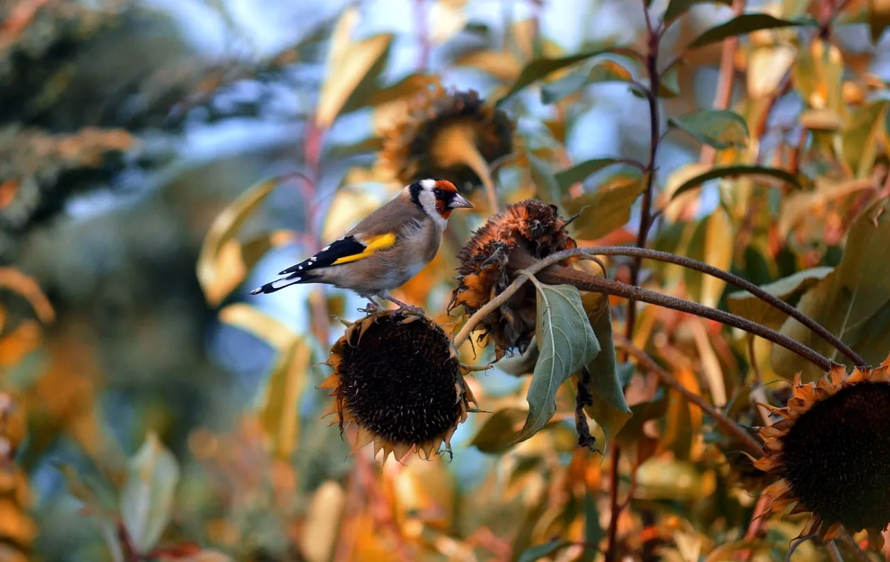 Vibrant Goldfinch on Withered Sunflowers in Autumn