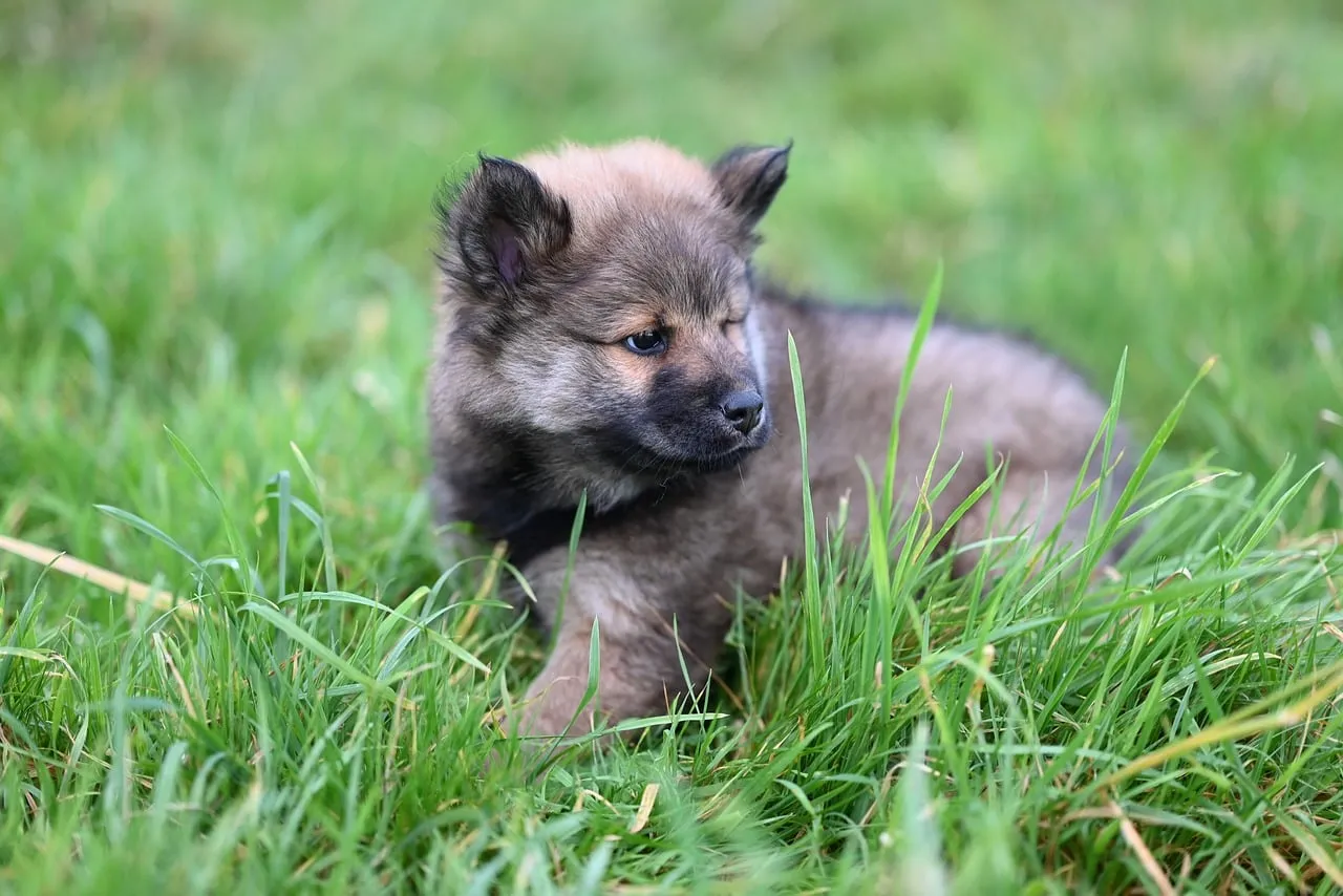 Adorable Eurasier Puppy: Fluffy Joy in Lush Grass