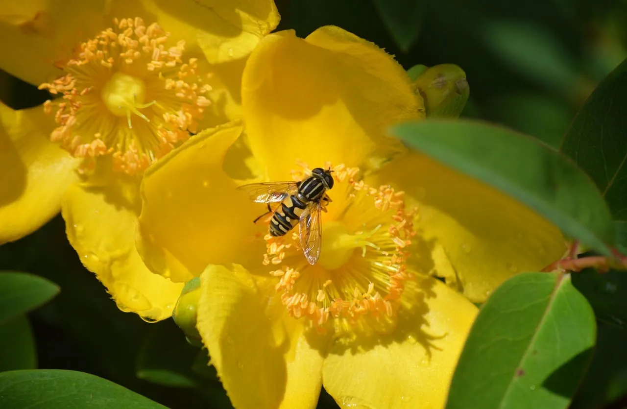 Vibrant Yellow Bloom with Hoverfly: Nature's Intricate Dance