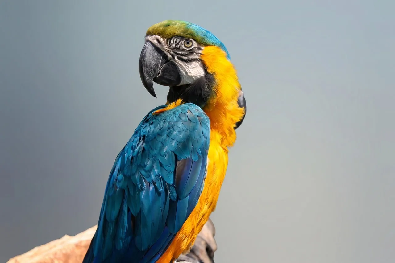 Vibrant Blue and Yellow Macaw in Wild Close-up