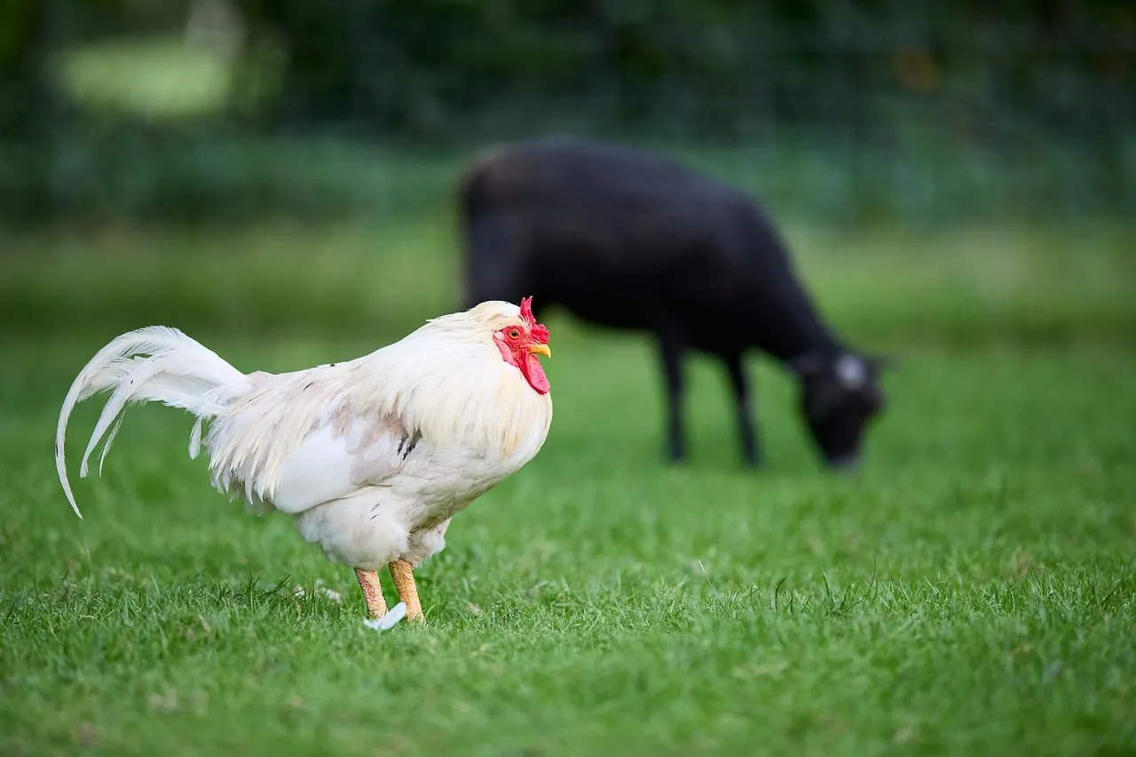 Vibrant Farm Life: White Rooster & Grazing Sheep