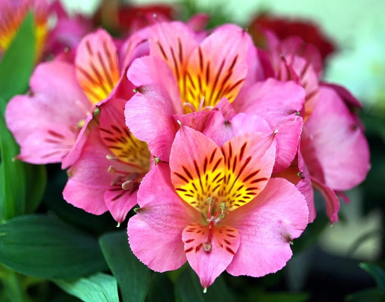 Vibrant Pink Peruvian Lilies: Summer Garden's Delicate Beauty