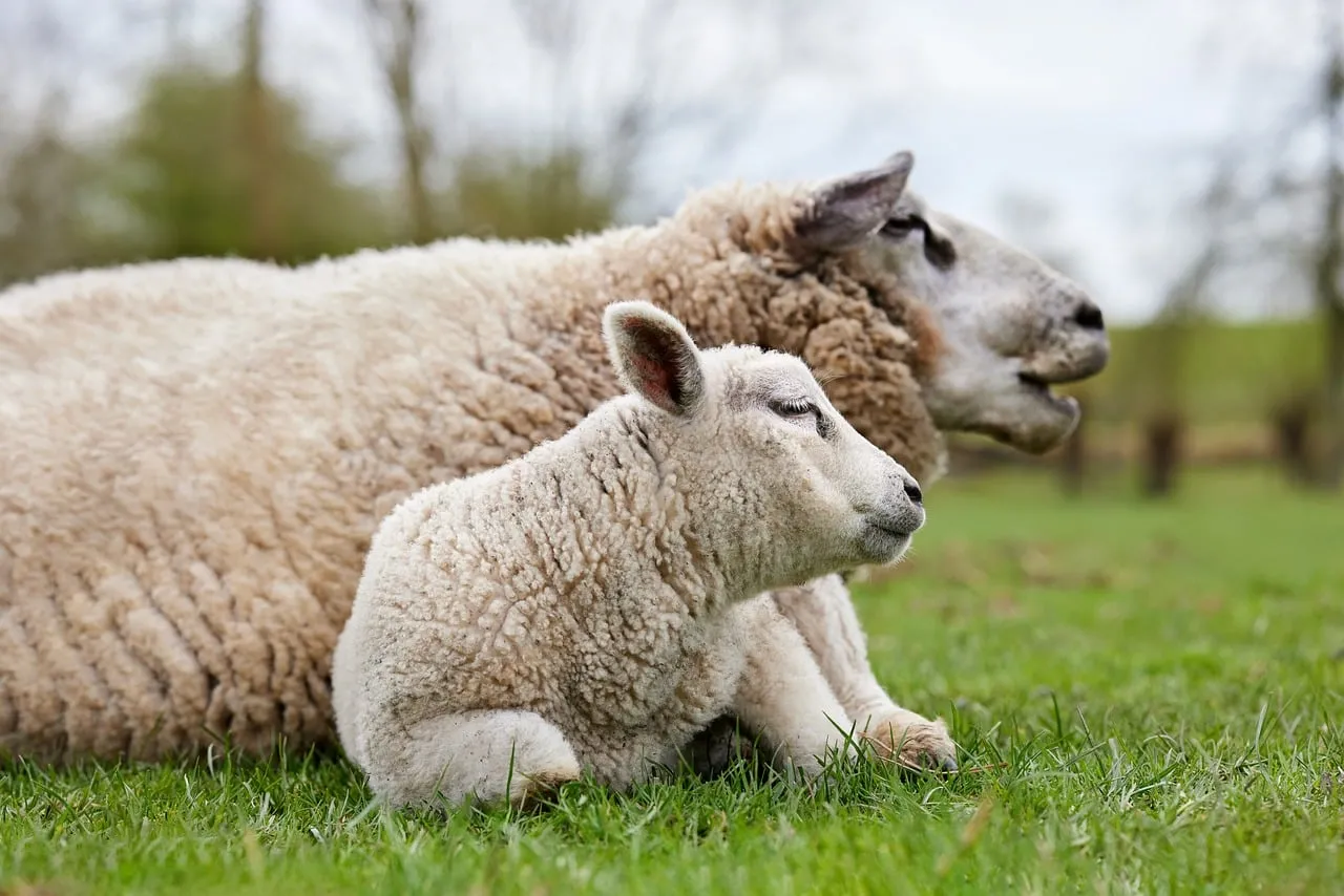 Tender Spring: Adorable Mother Sheep and Lamb Resting in Field