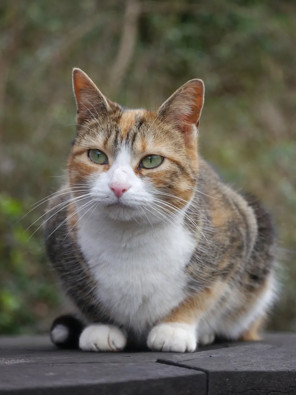 Enchanting Calico Gaze: A Feline Winter Portrait