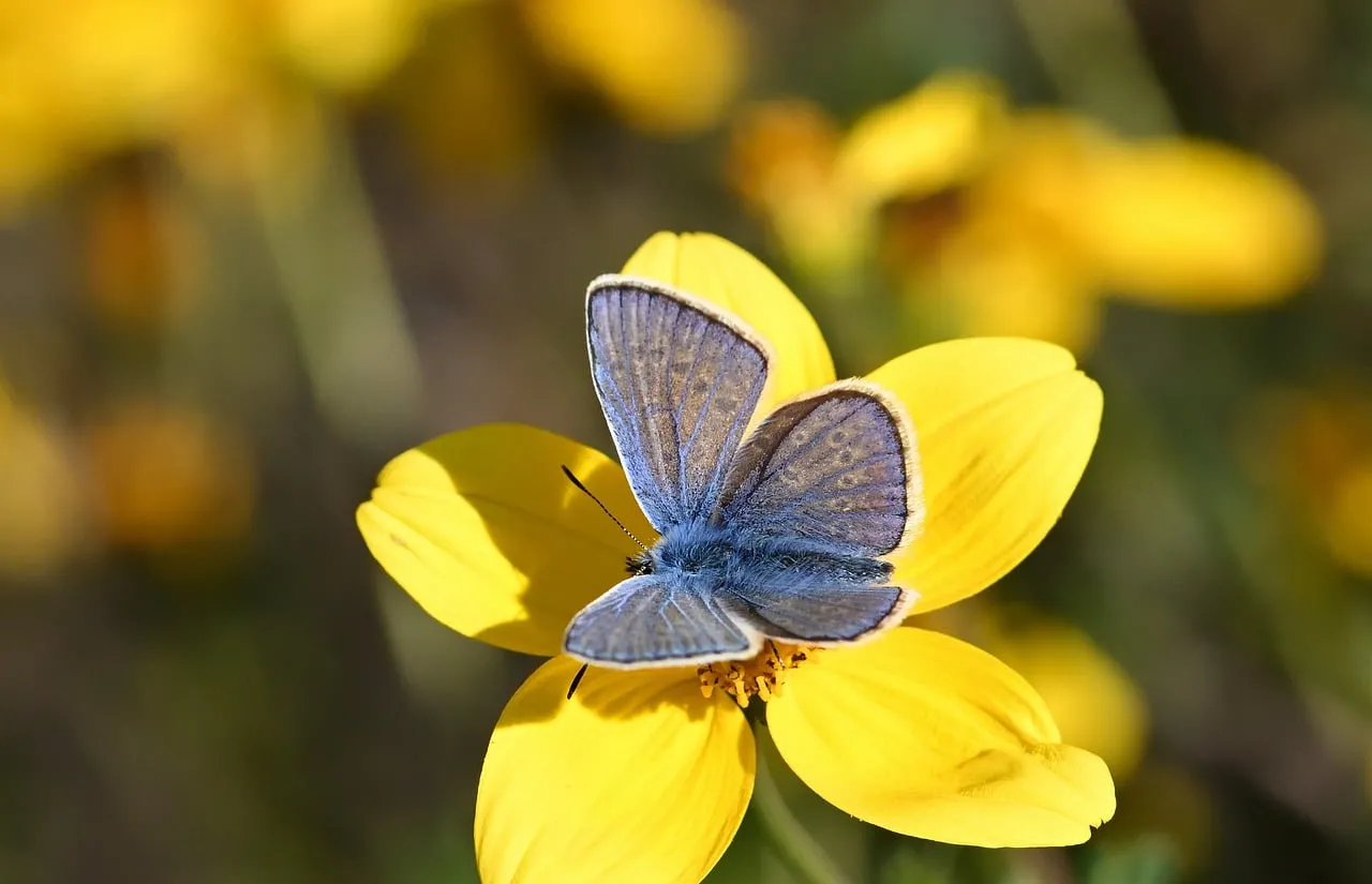 Vibrant Blue Butterfly on Golden Bloom