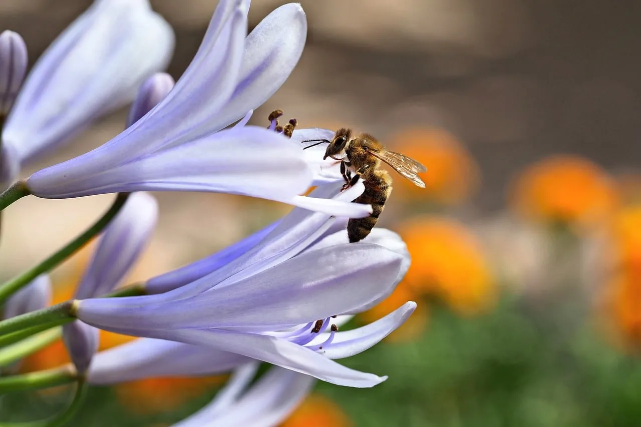 Vibrant Agapanthus & Busy Bee: Nature's Intricate Dance
