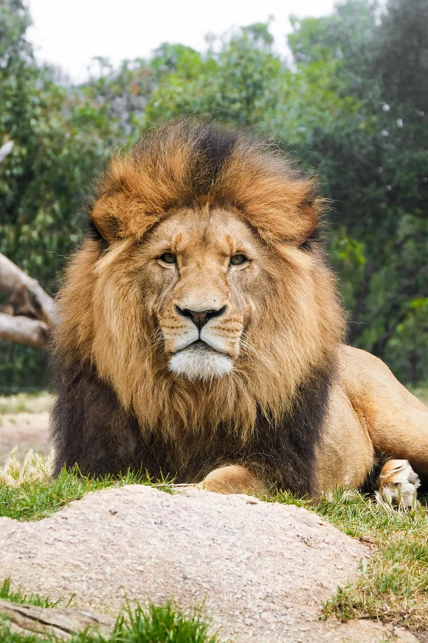 Majestic African Lion King: Powerful Wildlife Portrait