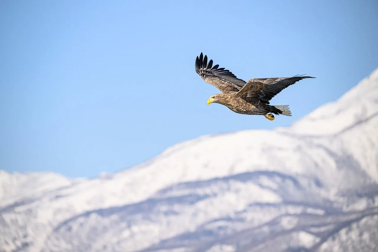 Majestic Flight: White-Tailed Eagle Soars Above Snowy Mountains